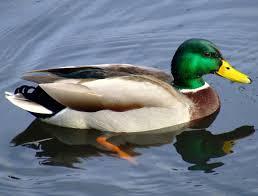 canard